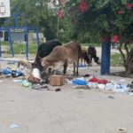Vacas sueltas causan caos en Cabral: residentes exigen aplicación de sanciones - Imagen