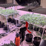 DNCD y Ministerio Público Desmantelan Invernadero de Marihuana en La Vega - Imagen