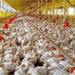 Estados Unidos detecta casos de gripe aviar H7N9 en granja de pollos en Mississippi - Imagen