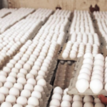Asociación Dominicana de Avicultura asegura que no hay escasez de huevos en el país - Imagen